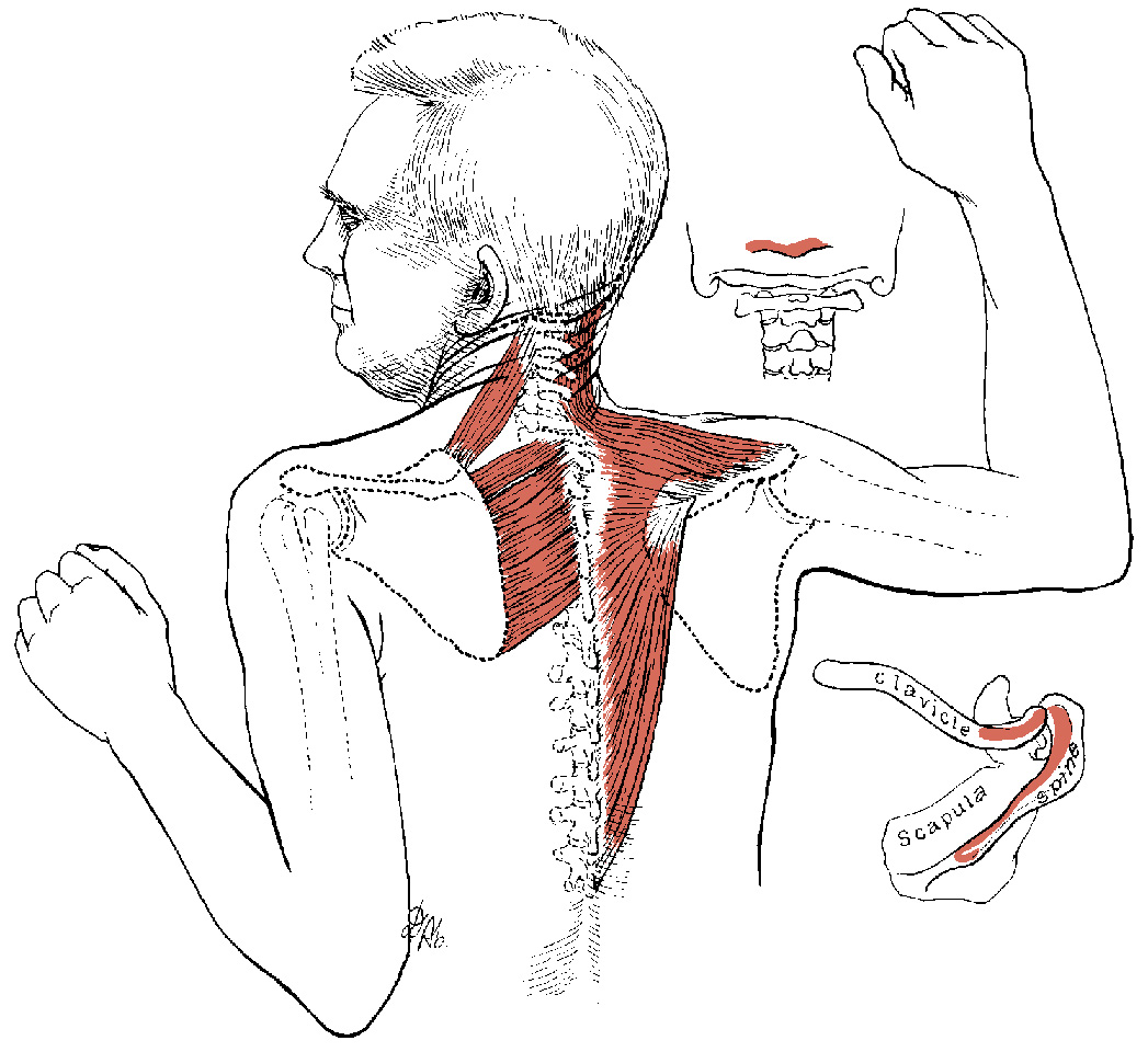 Do You Have Trapezius Muscle Spasm In Your Upper Back Simple Back
